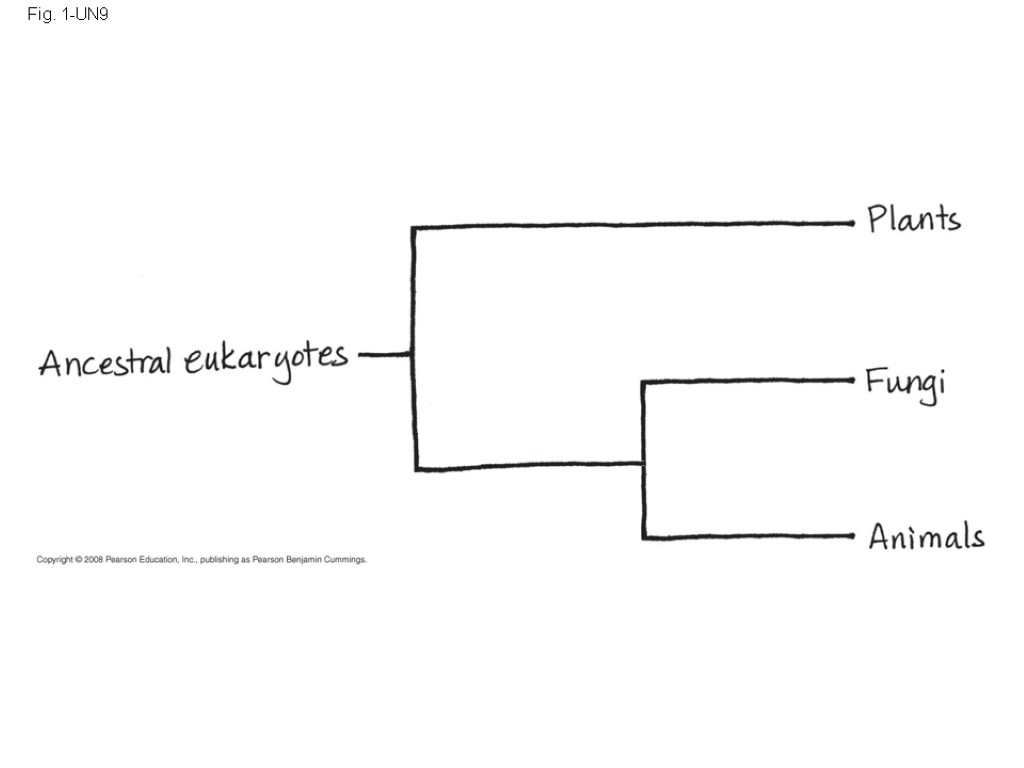 Fig. 1-UN9